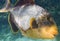 Yellowmargin triggerfish Macro