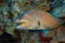 Yellowmouth moray