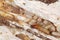 Yellownecked dry-wood termite Kalotermes flavicollis