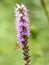 Yellowpatch Skipper Butterfly