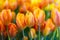 Yellows tulips flower, beautifuly flower in garden plant