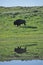 Yellowstone american bison buffalo lake reflection