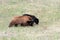 yellowstone bears pictures