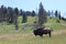 Yellowstone bison