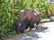 Yellowstone Bison