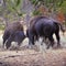 Yellowstone Bison buffalo wildlife fighting