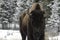 YELLOWSTONE BISON EXTREMELY CLOSE