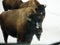 Yellowstone Bisons in Winter