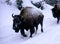 Yellowstone Bisons in Winter