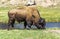 Yellowstone Buffalo