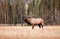 Yellowstone Bull Elk