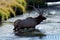 A Yellowstone bull Elk crossing a river