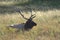 A Yellowstone bull Elk resting in the prairie grass.