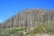 Yellowstone Burnt Forest