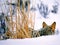 Yellowstone Coyote in Winter