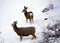 Yellowstone Deers in Winter