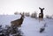 Yellowstone Deers in Winter