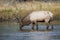 yellowstone elk madison river pictures