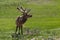 Yellowstone Elk with tongue sticking out