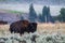 Yellowstone National Park Bison grazing in lamar valley