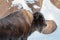 Yellowstone National Park Bison in winter