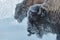 Yellowstone National Park Bison in winter sticking out tongue