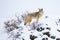 Yellowstone National Park Coyote on snow covered rocks