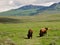 Yellowstone National Park, Grazing Buffalo