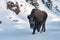 Yellowstone National Park snowcovered Bison in winter