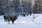 Yellowstone National Park snowcovered Bison in winter