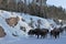 Yellowstone National Park stampeding Bison in winter