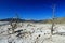 Yellowstone National Park, Upper Terraces, Mammoth Hot Spring with Dead Trees surrounded by Geyserite Deposits, Wyoming, USA