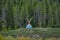 YELLOWSTONE NATIONAL PARK, WYOMING, USA - JUNE 07, 2018: Outdoor view of ancient indigenous hut with a gorgeous forest