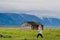 YELLOWSTONE NATIONAL PARK, WYOMING, USA - JUNE 17, 2018: Tourists near the House At Moulton Barns on a prairie grass field