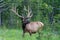 Yellowstone Park Bull Elk Checking Out Photographers