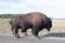 Yellowstone preserves the most important bison