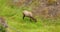 Yellowstone Rocky Mountains female cow Elk grazing 4K