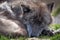 Yellowstone wolf rescue with black timber wolf with bright yellow eyes.