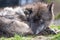 Yellowstone wolf rescue with expressive black timber wolf with bright yellow eyes.