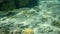 Yellowstripe goatfish (Mulloidichthys flavolineatus) undersea, Red Sea