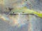 Yellowstripe goatfish on a sand shallow 1163