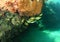 Yellowstripe goatfishes under coral reef