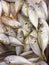 Yellowstripe scad is a type of salted fish that is sold in the market