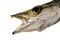 Yellowtail Barracuda â€“ Head, Eye and Teeth