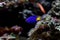 Yellowtail Blue Damselfish - Chrysiptera parasema