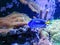 Yellowtail Blue Damselfish at Marineland