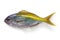 Yellowtail blue snapper