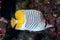 Yellowtail butterflyfish (Chaetodon xanthurus)