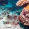 Yellowtail Clown Fish with Sea Anemone