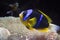 Yellowtail Clownfish - Amphiprion Clarkii